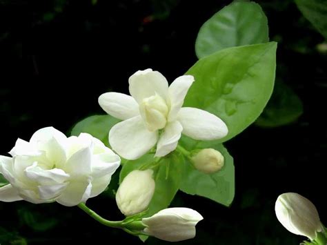 茉莉花象徵|茉莉花（茉莉花语的象征意义及文化内涵）